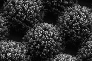 蛟河蛟河蔡司显微镜